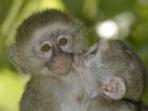Malawi volunteering holiday