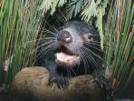 Tasmania wildlife holiday, Australia