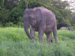 Borneo holiday, culture and wildlife