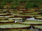 Guyana holiday, wildlife & culture