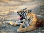 Tiger safari and cricket in India