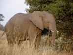 Kruger National Park wildlife holiday, South Africa