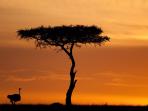 Kenya and Tanzania safari holiday