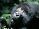 Uganda gorillas and wildlife holiday