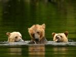 British Columbia grizzly bear watching holiday, Canada