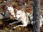 Wilderness activity holiday with huskies in Finland