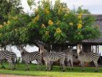 Lake Kariba bush camp, Zambia 