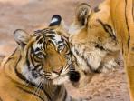 Bandhavgarh tiger and wildlife safari, India