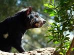 South East Tasmania Day Tour