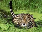 Pantanal wildlife tour in Brazil, Jaguars and Amazon