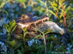 Brazil Pantanal photography tour