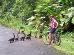Coast to coast cycling holiday in Costa Rica