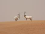 Arabian desert species conservation volunteering holiday