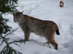 Lynx & wolf conservation volunteer holiday in Slovakia
