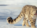 Snow leopard conservation holiday, Altai