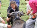 Wildlife conservation holiday in South Africa
