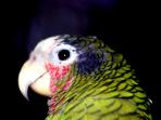 Cayman Brac day tours