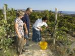 Gozo winery tour, Malta