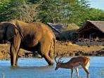 Safari in Amboseli & Tsavo National Parks, Kenya