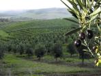 Tasmania wine day tours, Australia