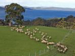 Huon Valley Channel day tour in Tasmania