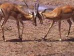 Senegal wildlife holiday