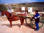 Gozo horse and carriage rides, Malta