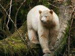 British Columbia Great Bear Rainforest cruise, Canada