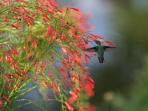 Grenada nature holiday