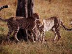 Wheelchair acessible safari in Tanzania