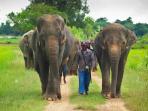Thailand elephant conservation holiday