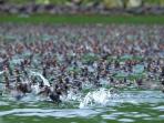 Kuril Islands sea otter survey cruise