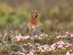 Kamchatka wildlife and bird watching cruise, Russia