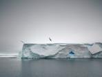 Antarctica and New Zealand Subantarctic Islands Wildlife Cruise
