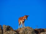 Wolf watching holiday in Ethiopia