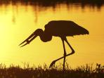 Brazil tailor made holidays, Wetlands & Waterfalls
