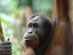 Borneo small group safari holiday