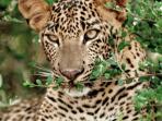 Sri Lanka wildlife holiday, Culture and Beach 