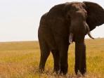 Kenya family safari holiday, Wildlife & Beaches