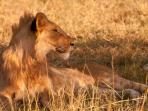 Tanzania wildlide holiday, Northern Highlights 