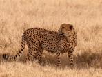 South Africa safari holiday, walking with cheetahs 