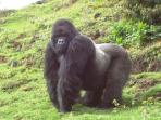 Gorilla and game safari in Uganda 