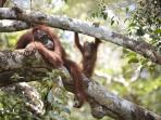 Orangutan conservation charity trek, Indonesia 
