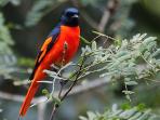 Sri Lanka birding & cultural tour