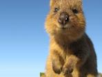 Marsupial conservation in Western Australia