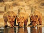 South Africa safari and Mauritius beach holiday