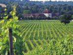 England vineyard tours, Surrey Hills