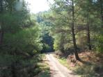 Rhodes forest day walk, Greece