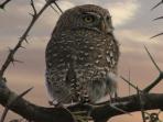 Photographic safari day tours in South Africa