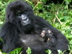 Uganda Wildlife holiday